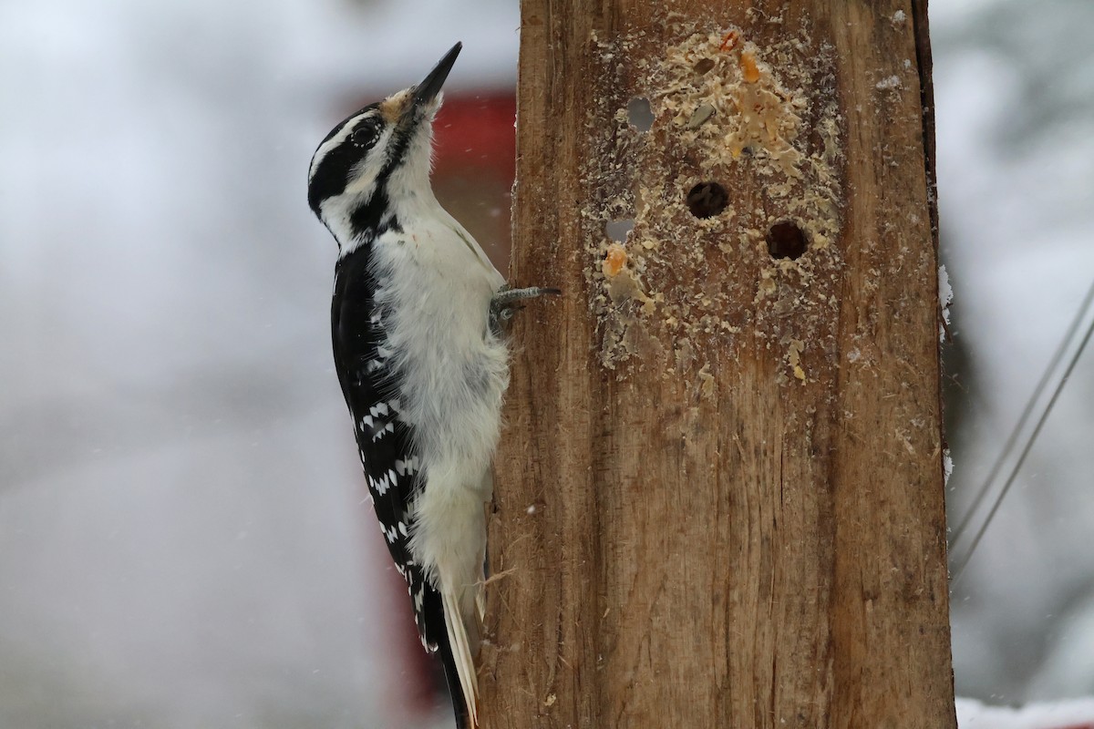 Hairy Woodpecker - ML646348614