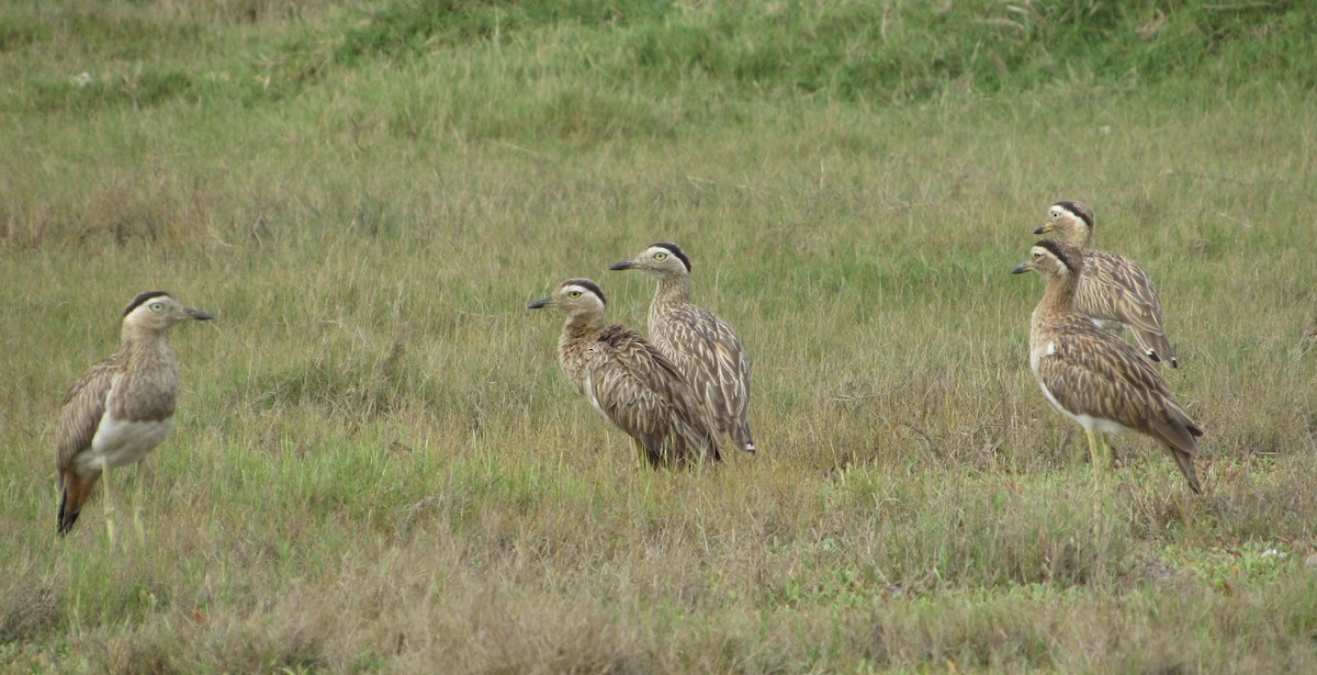 Double-striped Thick-knee - ML646348615