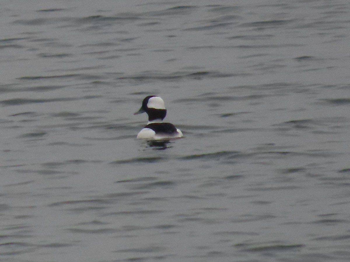 Bufflehead - ML646348627