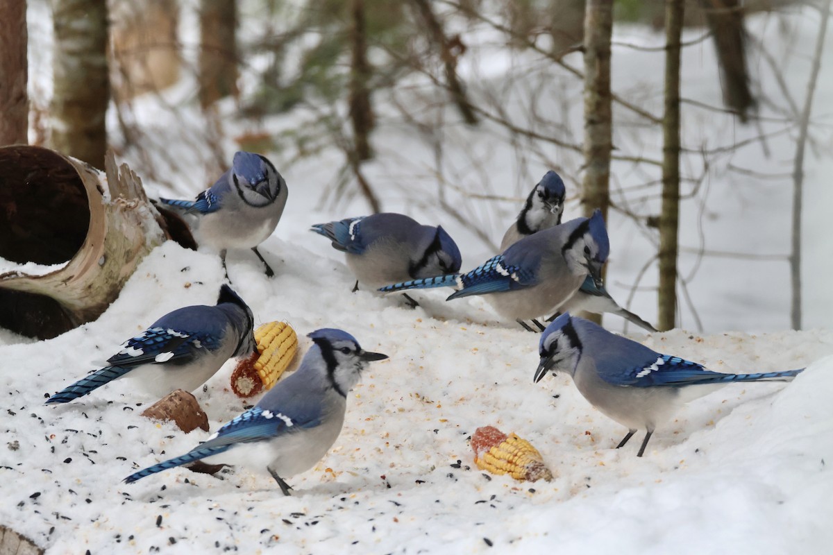 Blue Jay - ML646348628
