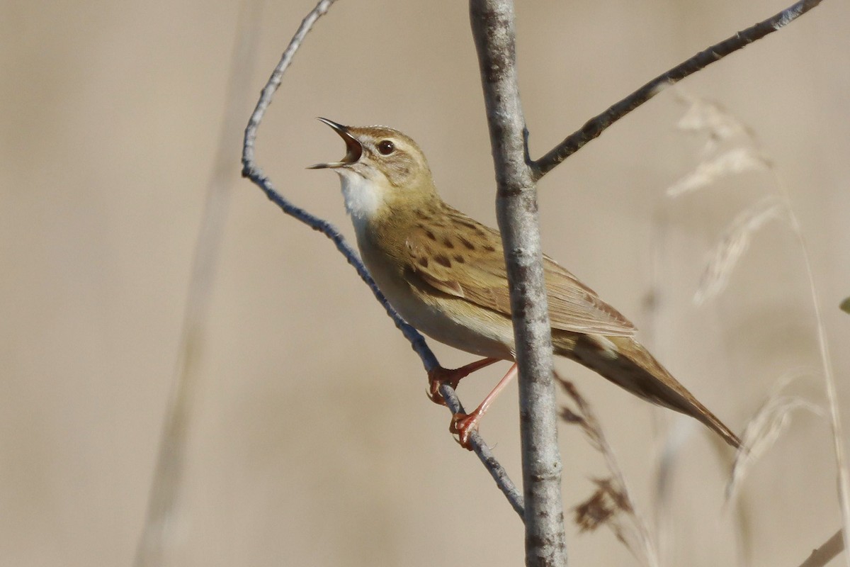 cvrčilka zelená - ML646348629