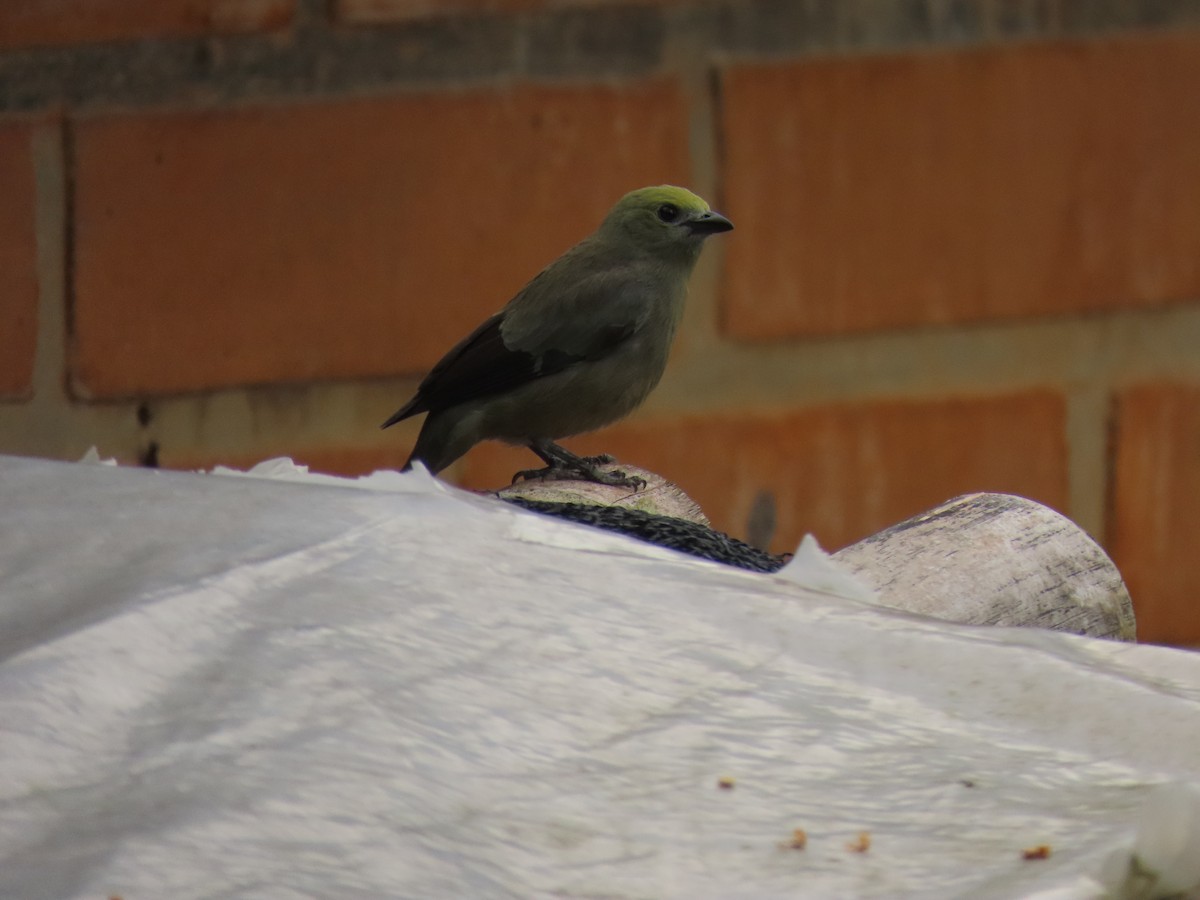 Palmentangare - ML646348634