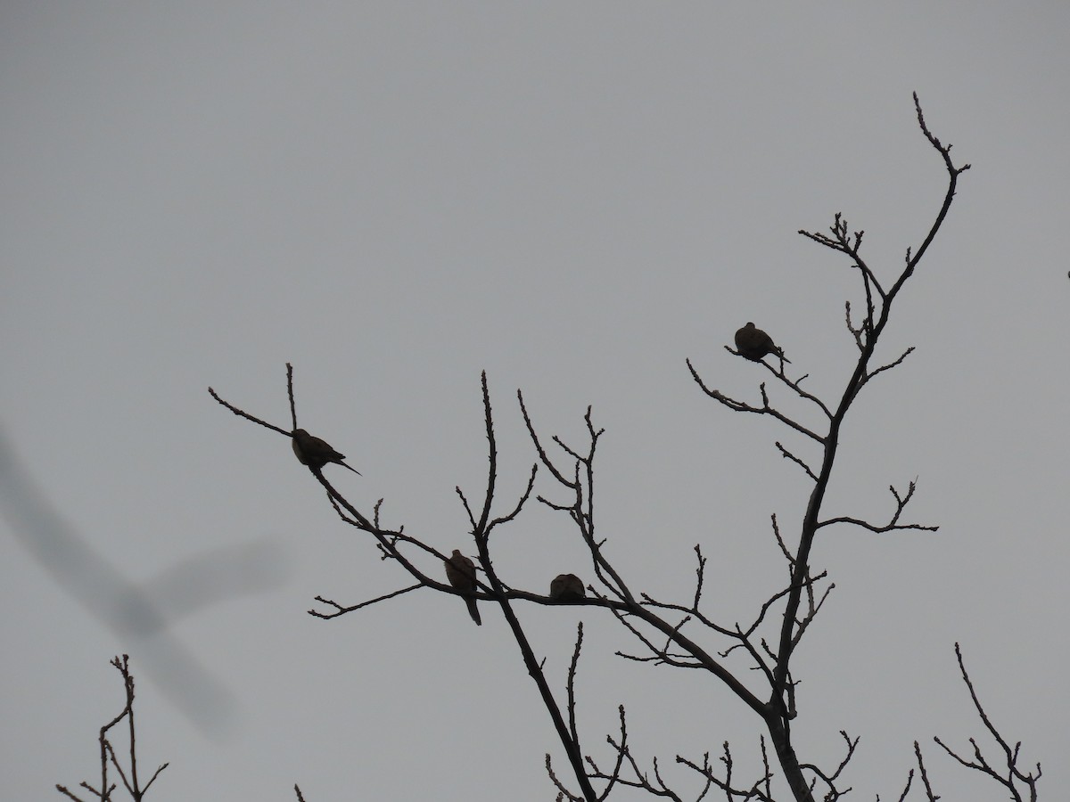 Mourning Dove - ML646348636