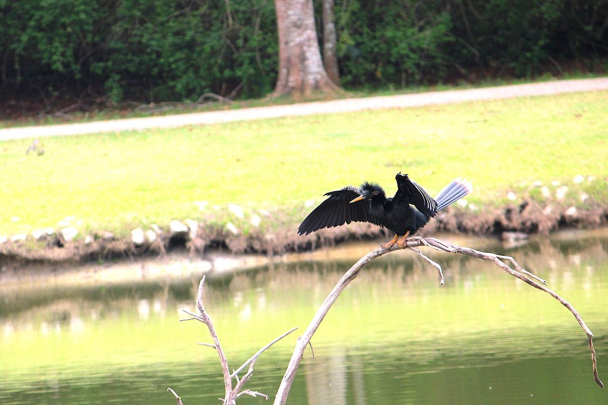 anhinga americká - ML646348643