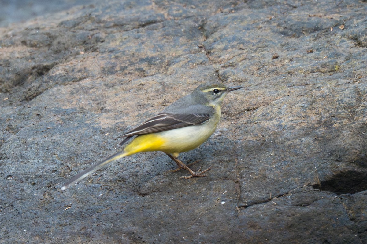 Gray Wagtail - ML646348651