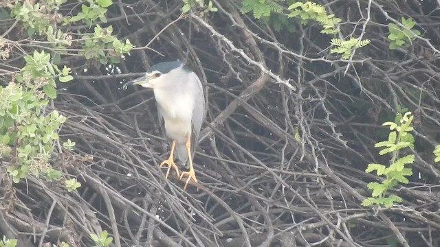 Квак звичайний - ML646348655