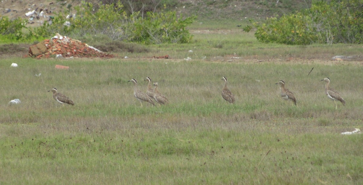 Double-striped Thick-knee - ML646348659