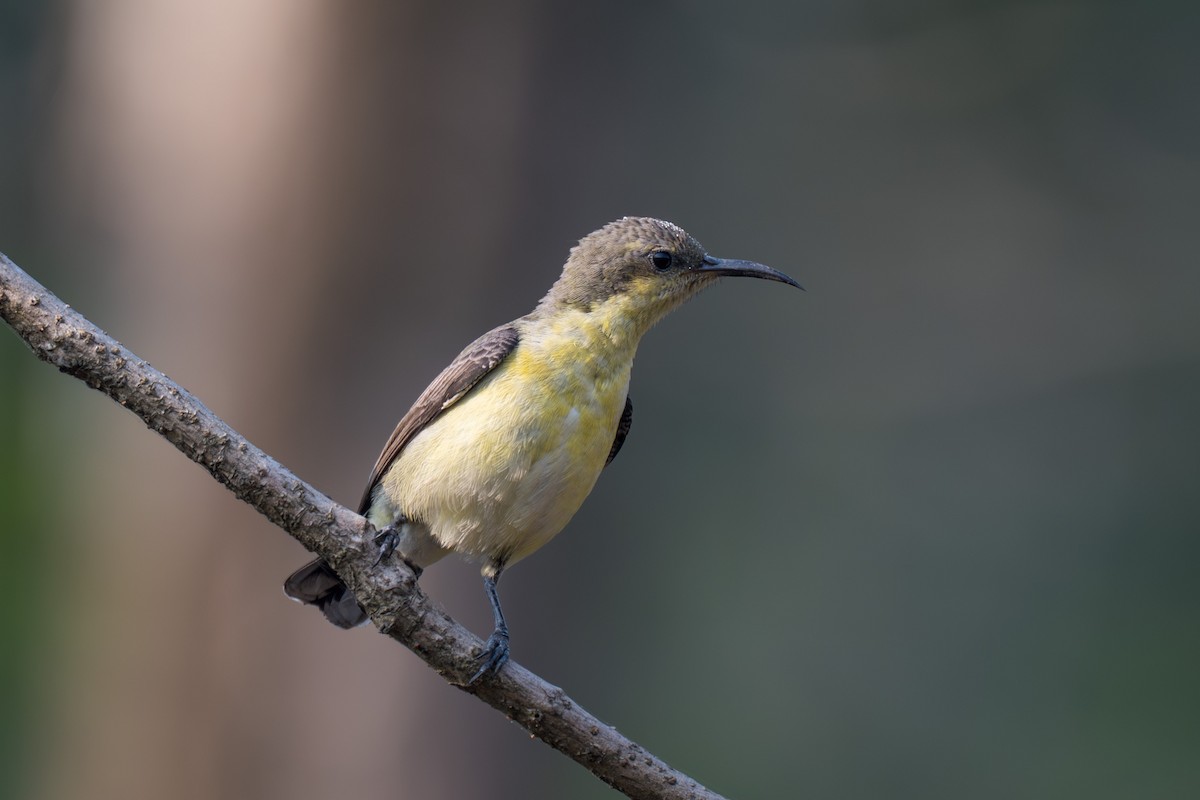 Purple Sunbird - ML646348660