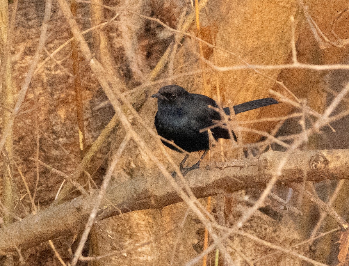 Indian Robin - ML646348661
