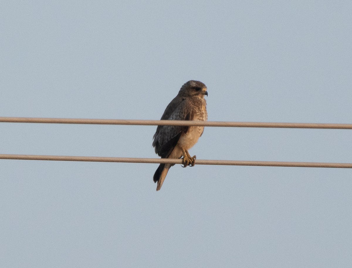 White-eyed Buzzard - ML646348673