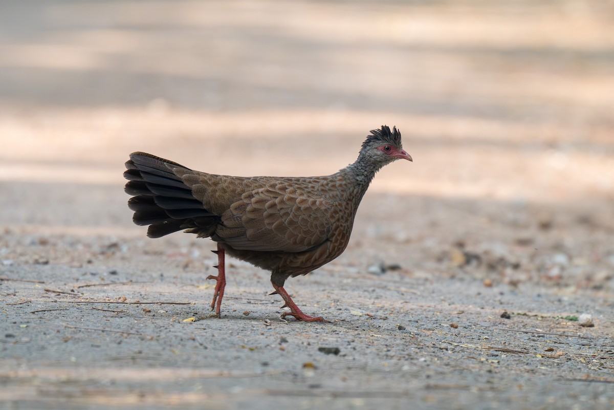 Red Spurfowl - ML646348678