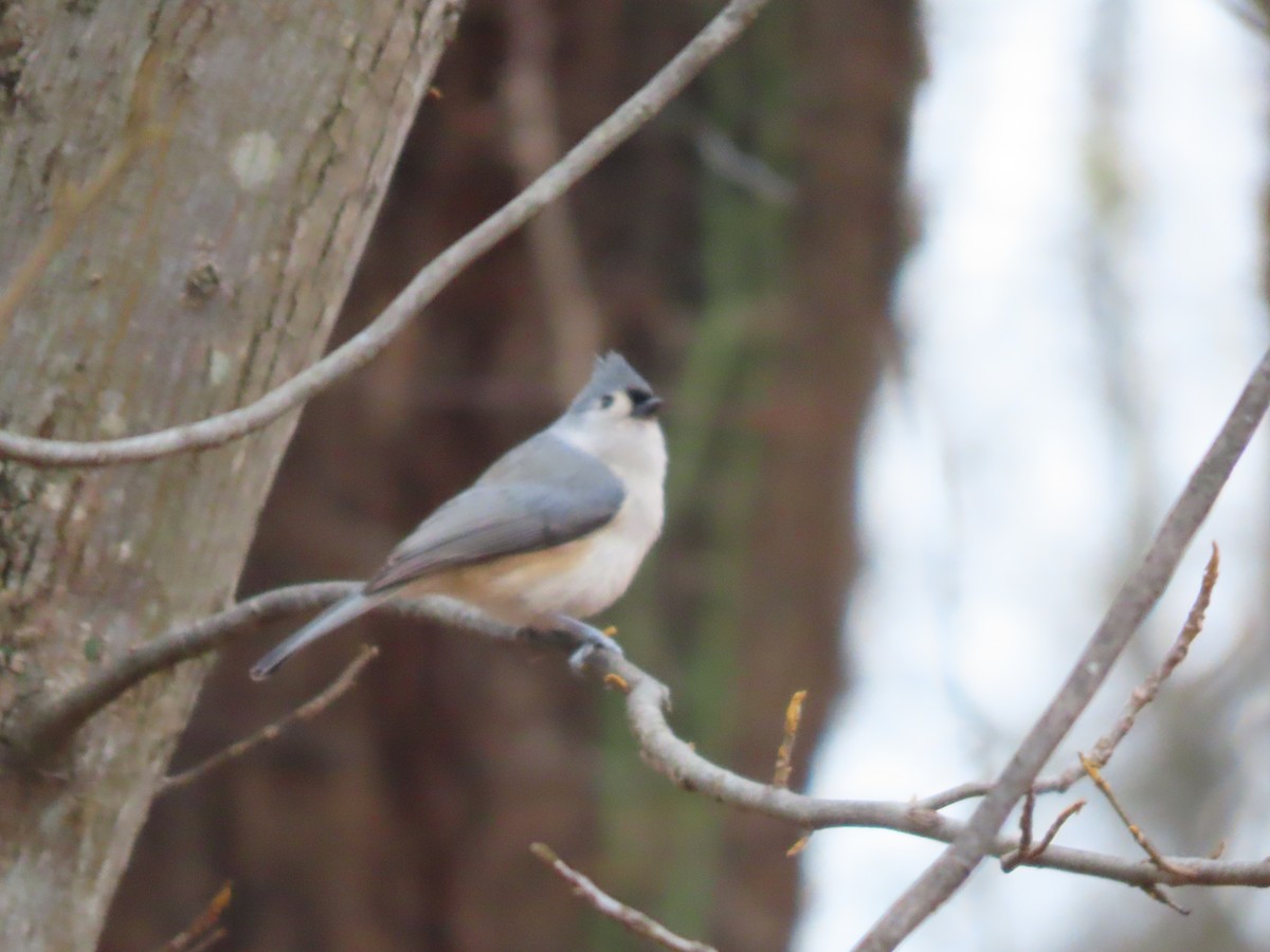 Tufted Titmouse - ML646348679