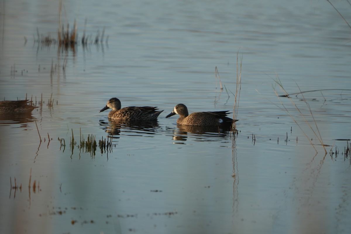 Blauflügelente - ML646348684