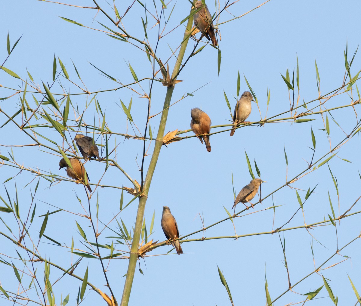 Chestnut-tailed Starling - ML646348687