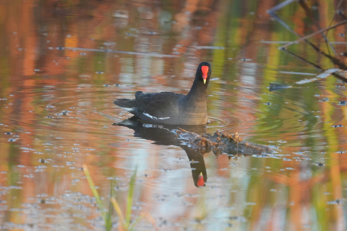 סופית אמריקנית - ML646348689