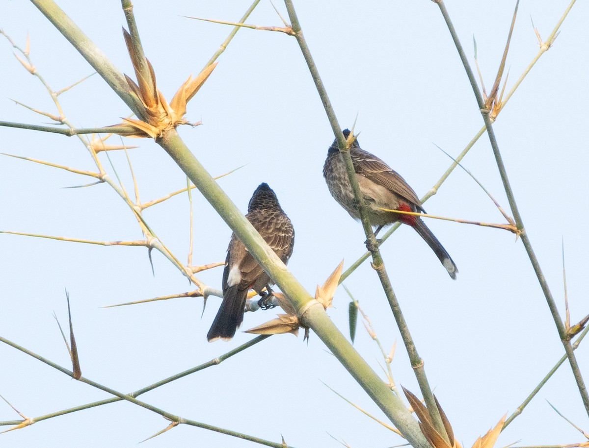 Red-vented Bulbul - ML646348692