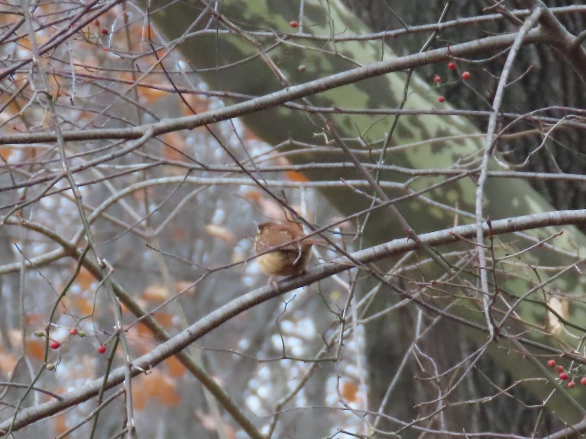 Carolina Wren - ML646348693