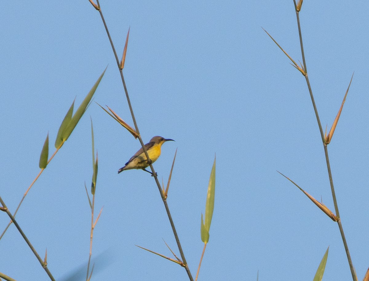 Purple-rumped Sunbird - ML646348697