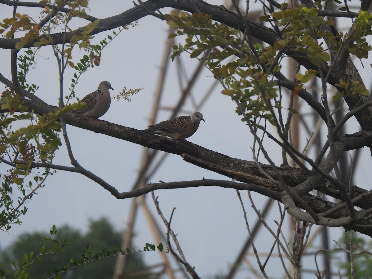 Tórtola Moteada - ML646348698