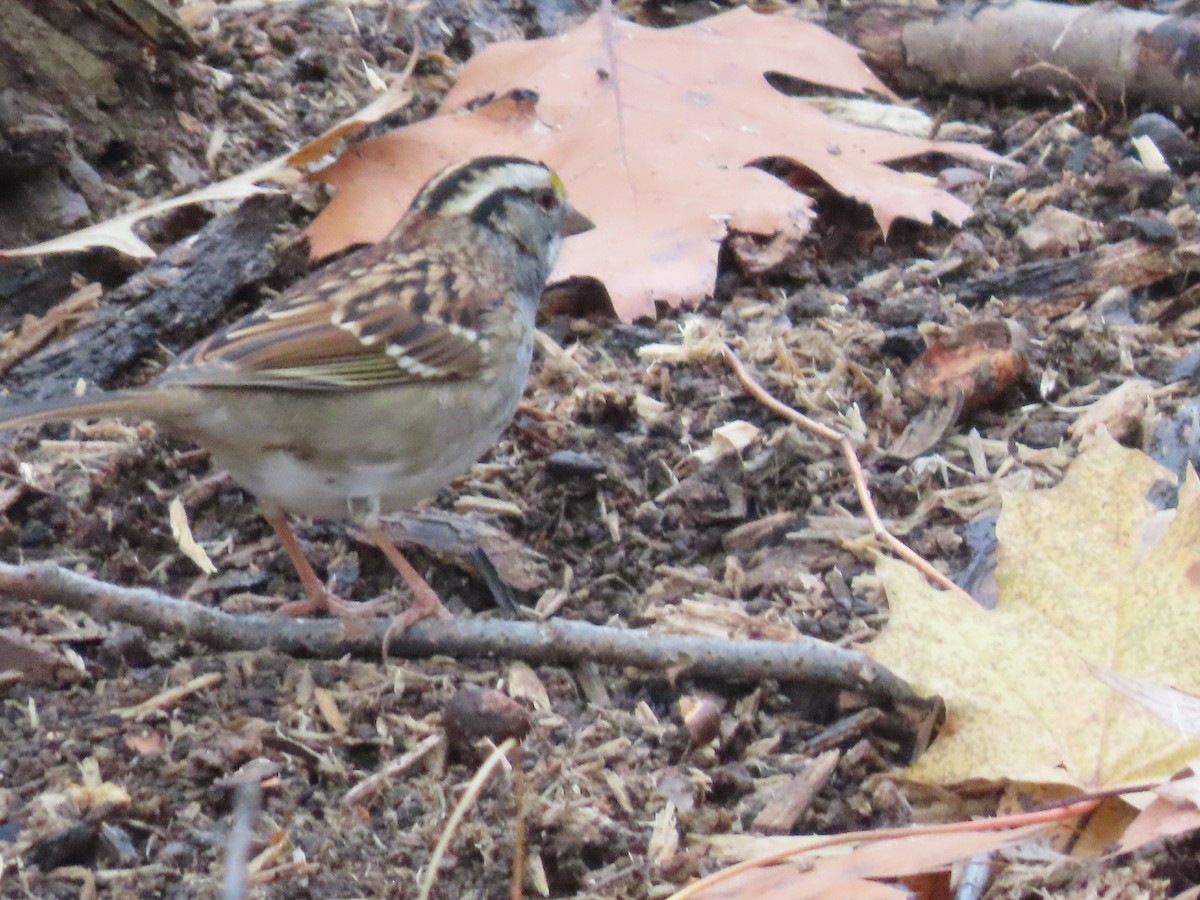 White-throated Sparrow - ML646348703