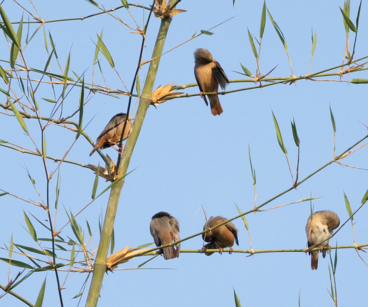 Chestnut-tailed Starling - ML646348704