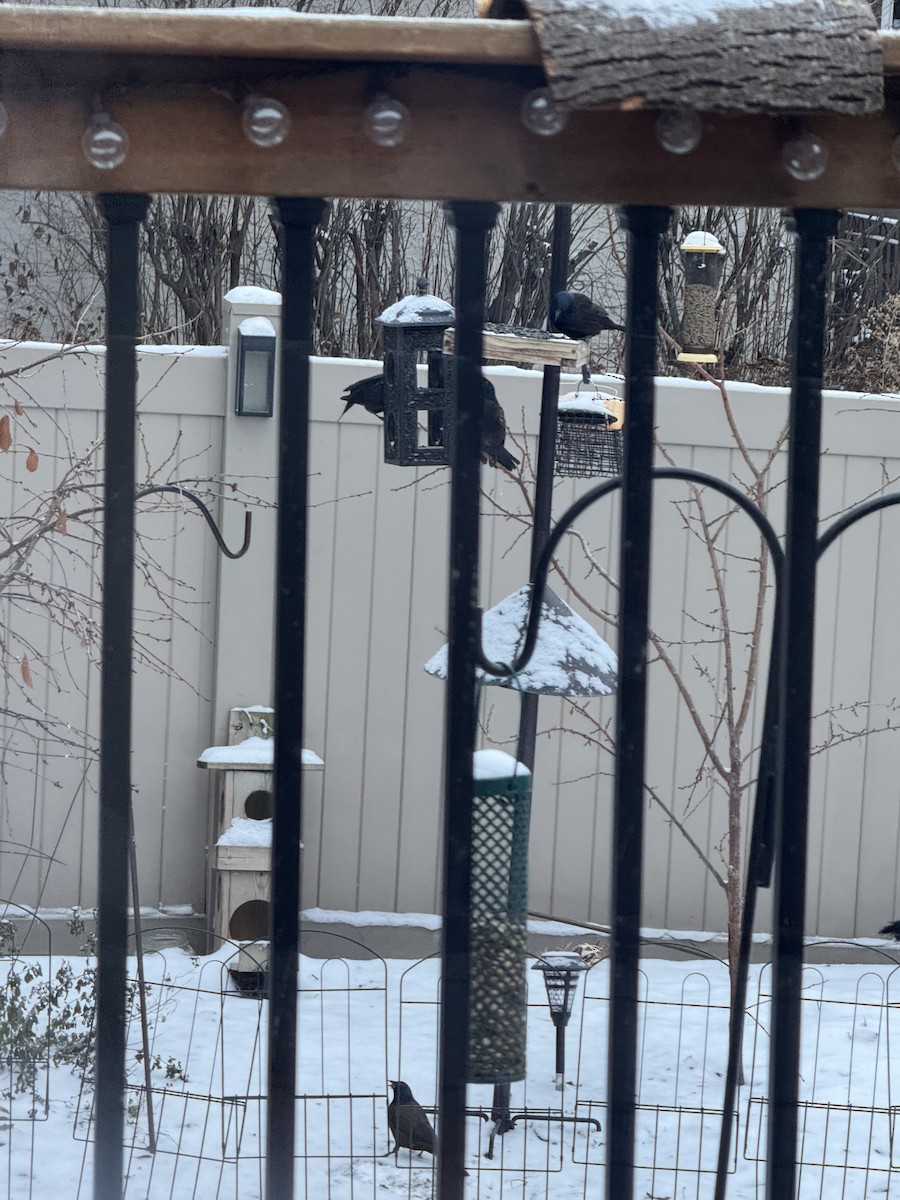 Common Grackle - ML646348707