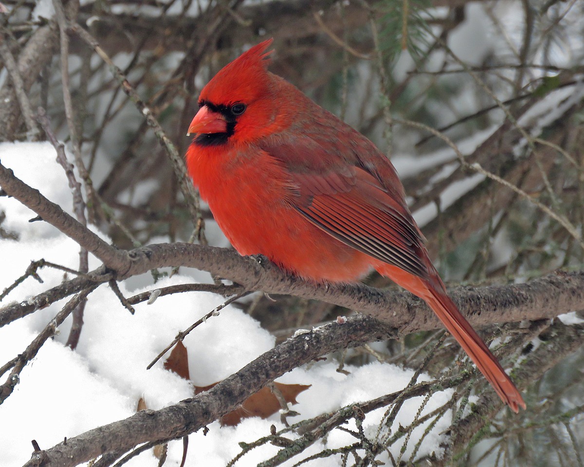 Northern Cardinal - ML646348709