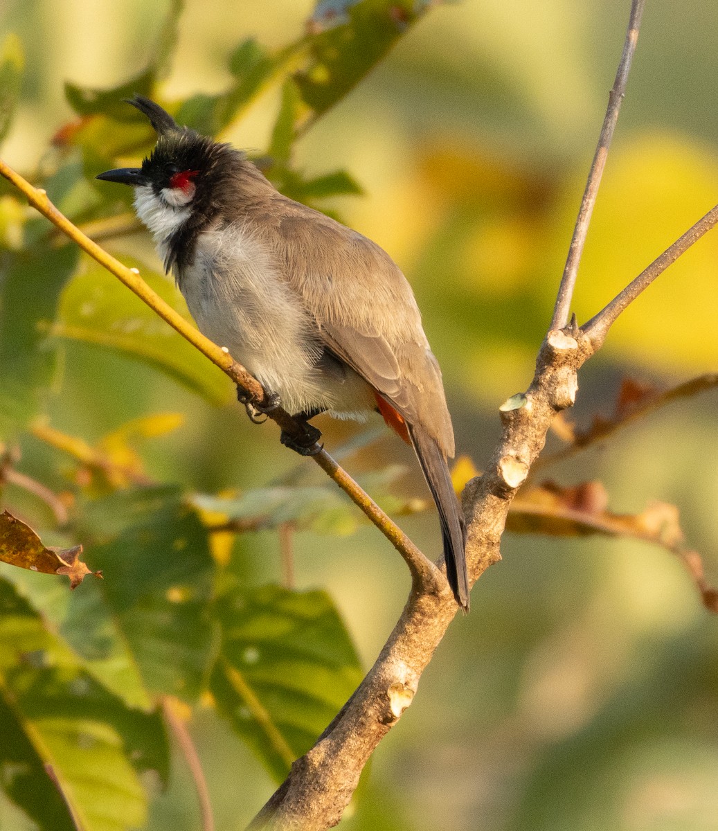 Red-whiskered Bulbul - ML646348718