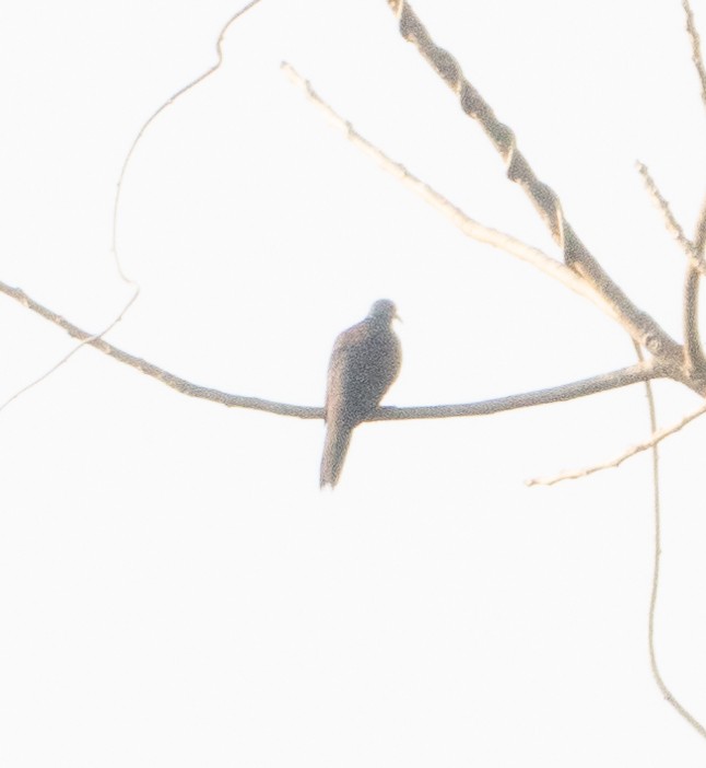 Oriental Turtle-Dove - ML646348723