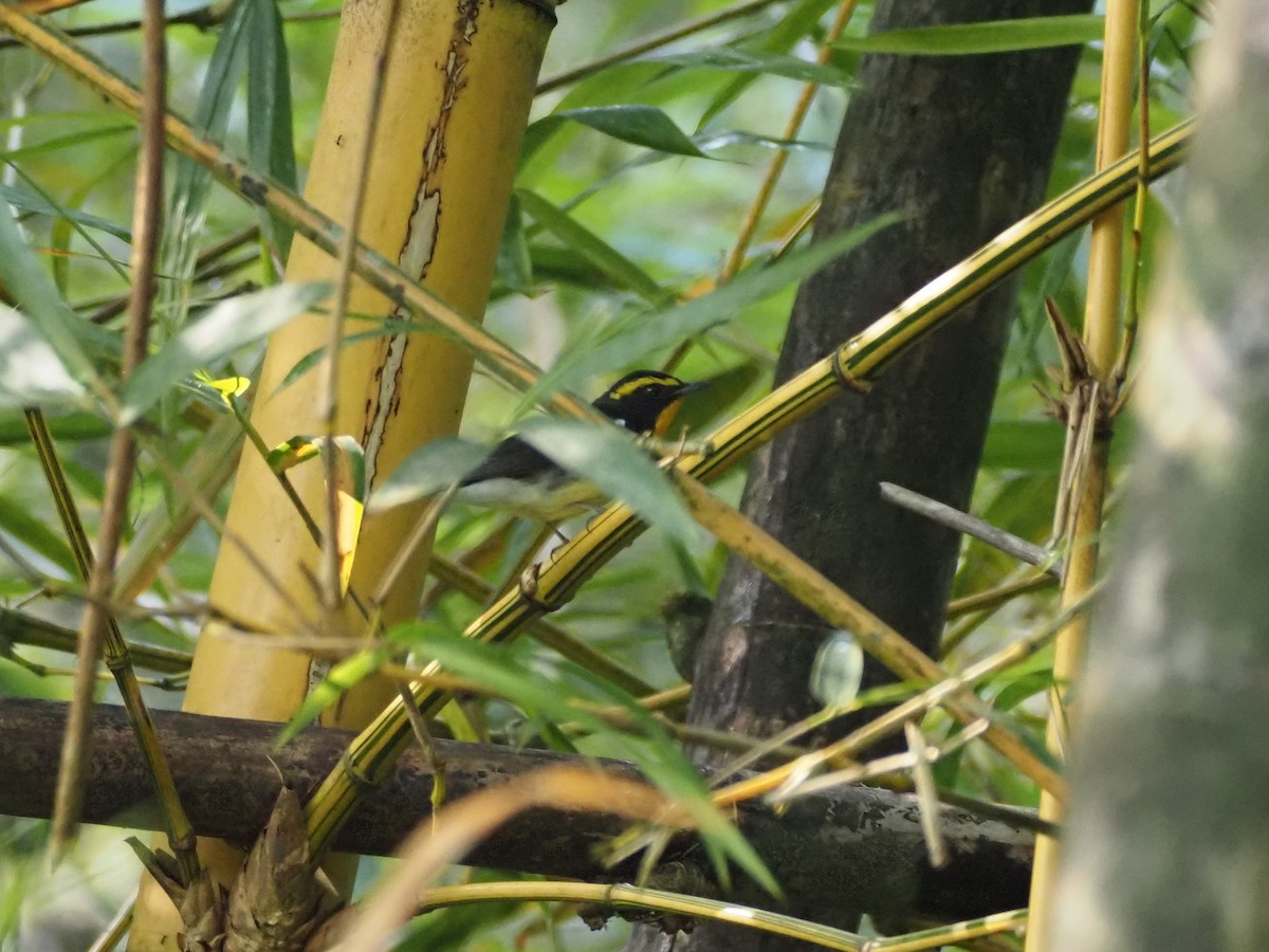 Narcissus Flycatcher - ML646348730