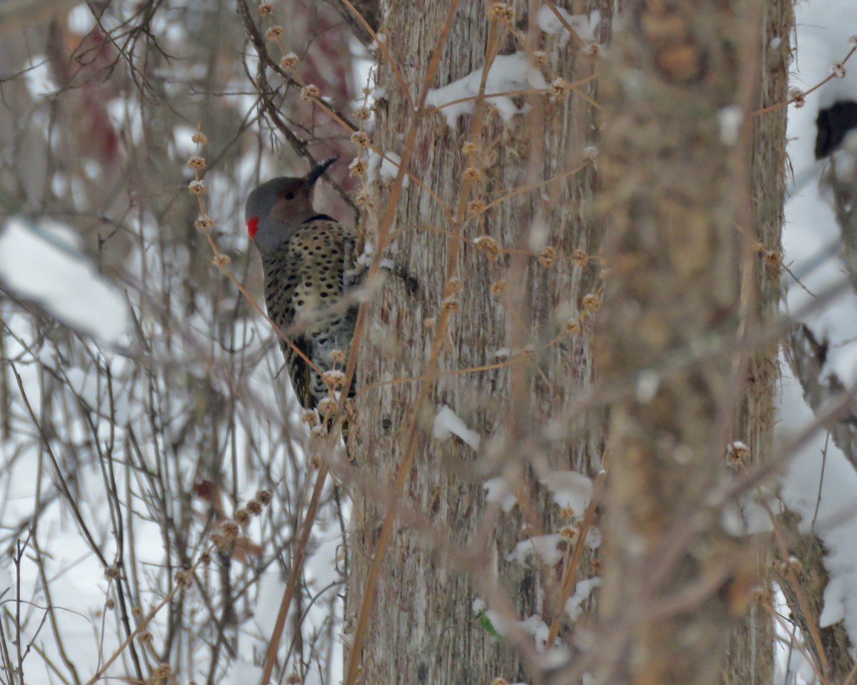 Northern Flicker - ML646348731