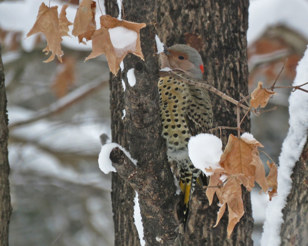Northern Flicker - ML646348732
