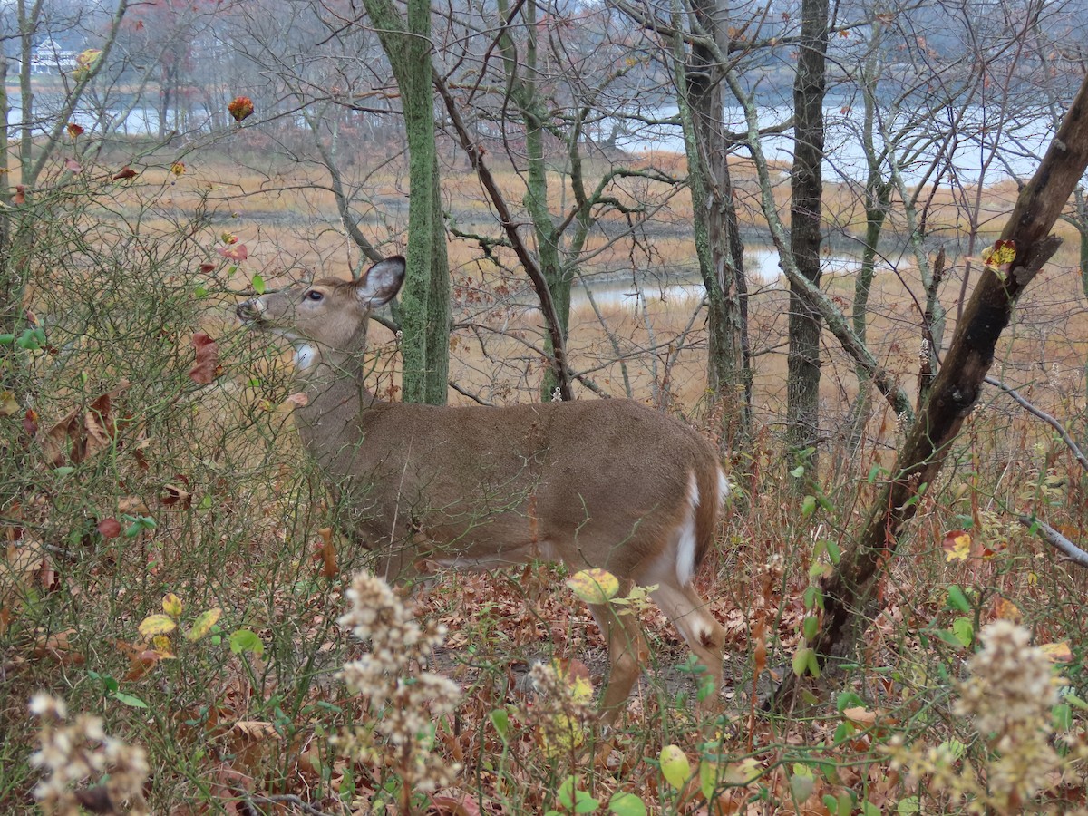 Animals - ML646348733