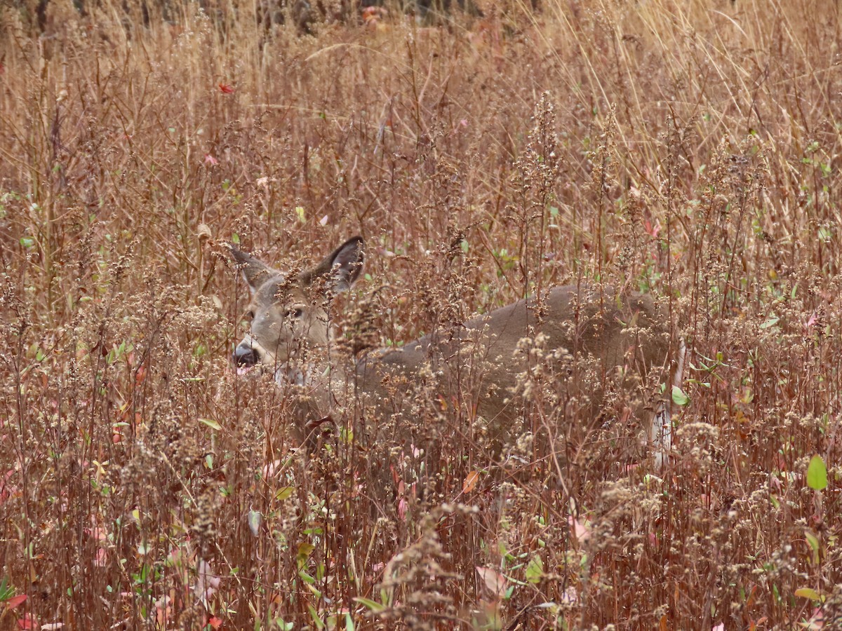 Animals - ML646348734