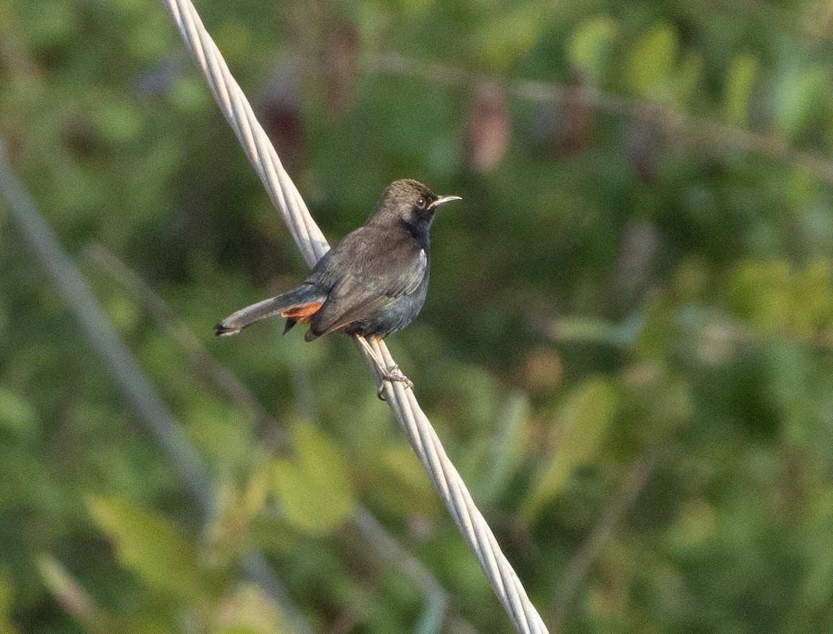 Indian Robin - ML646348735