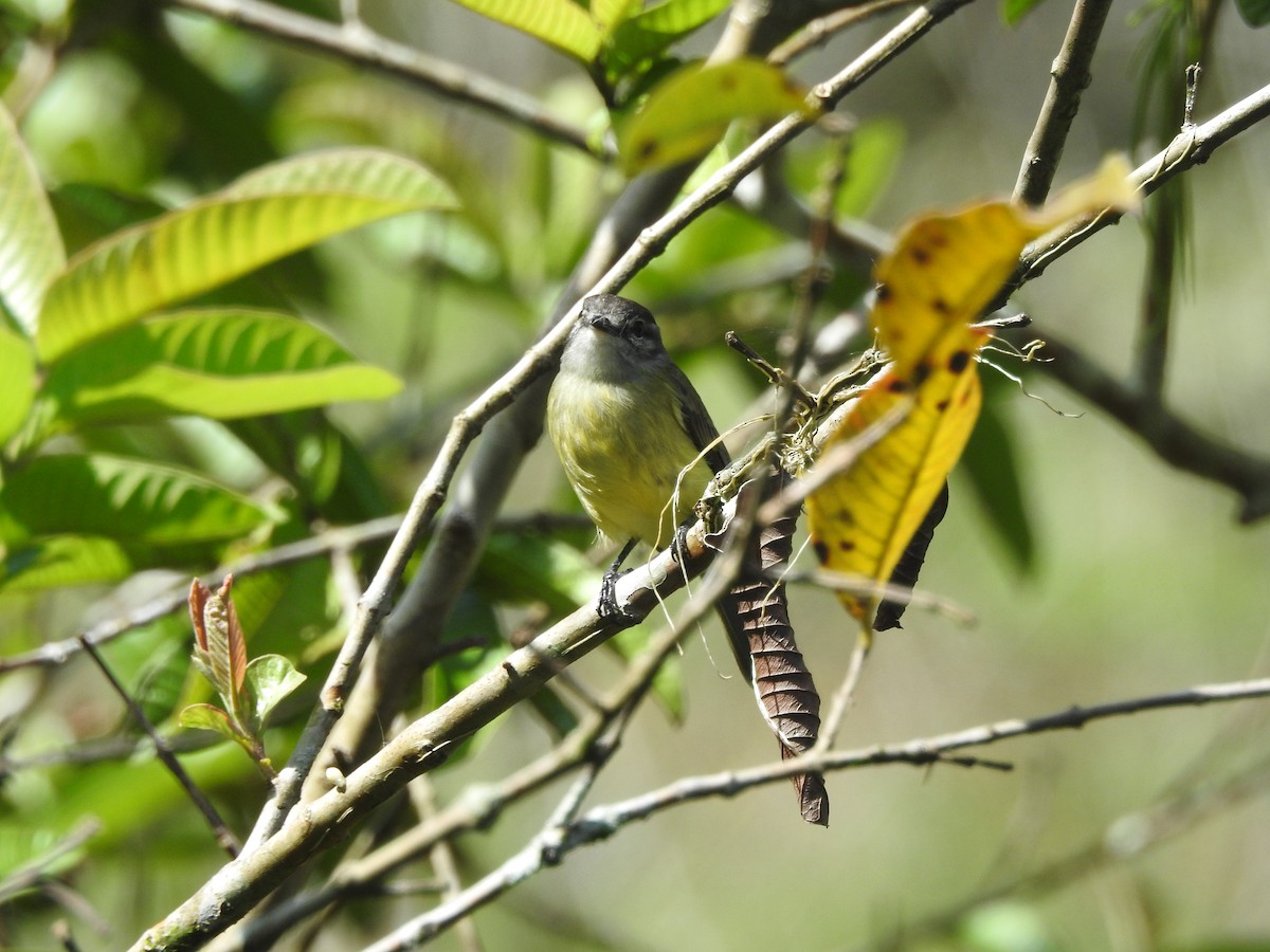 Yellow-crowned Tyrannulet - ML646348736