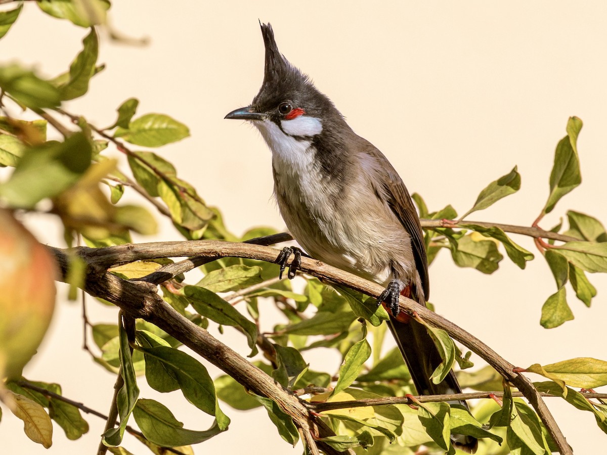 Red-whiskered Bulbul - ML646348738