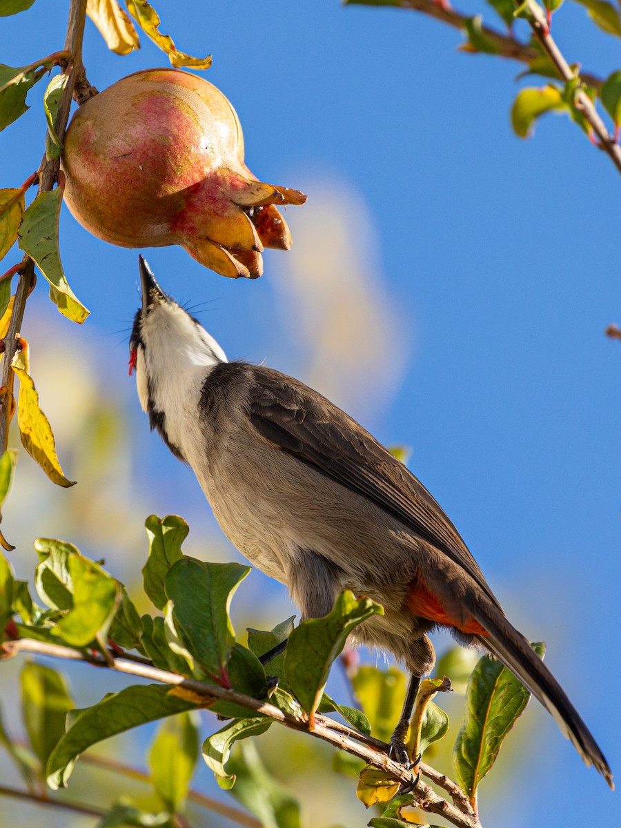 Red-whiskered Bulbul - ML646348739
