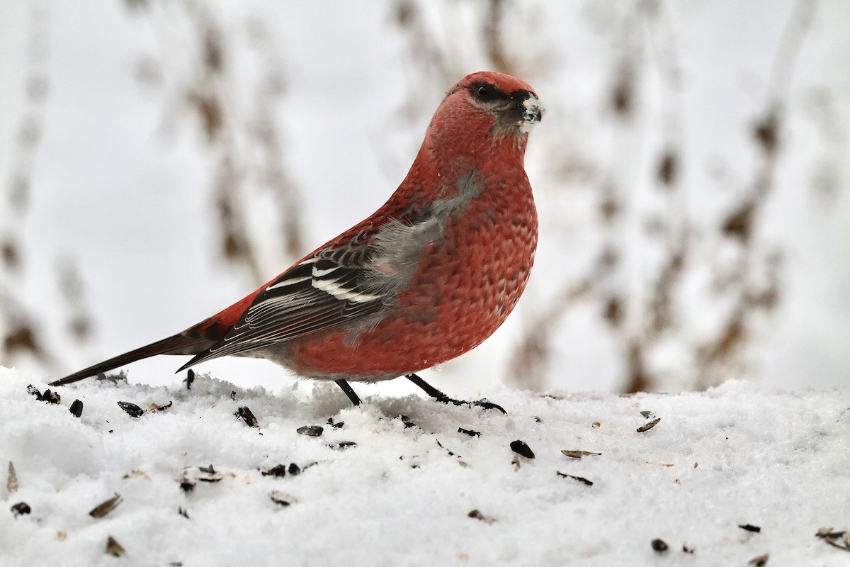 Pine Grosbeak - ML646348740