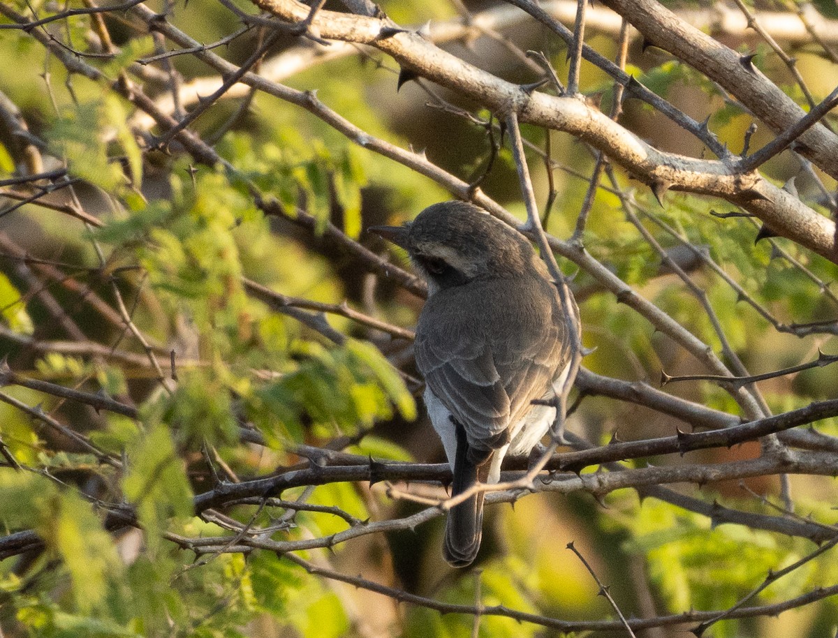 Common Woodshrike - ML646348741