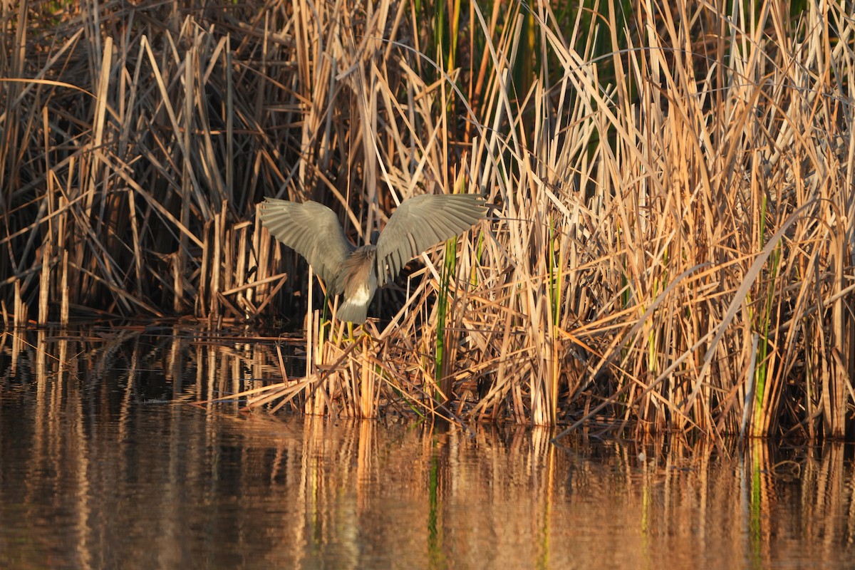 Little Blue Heron - ML646348747