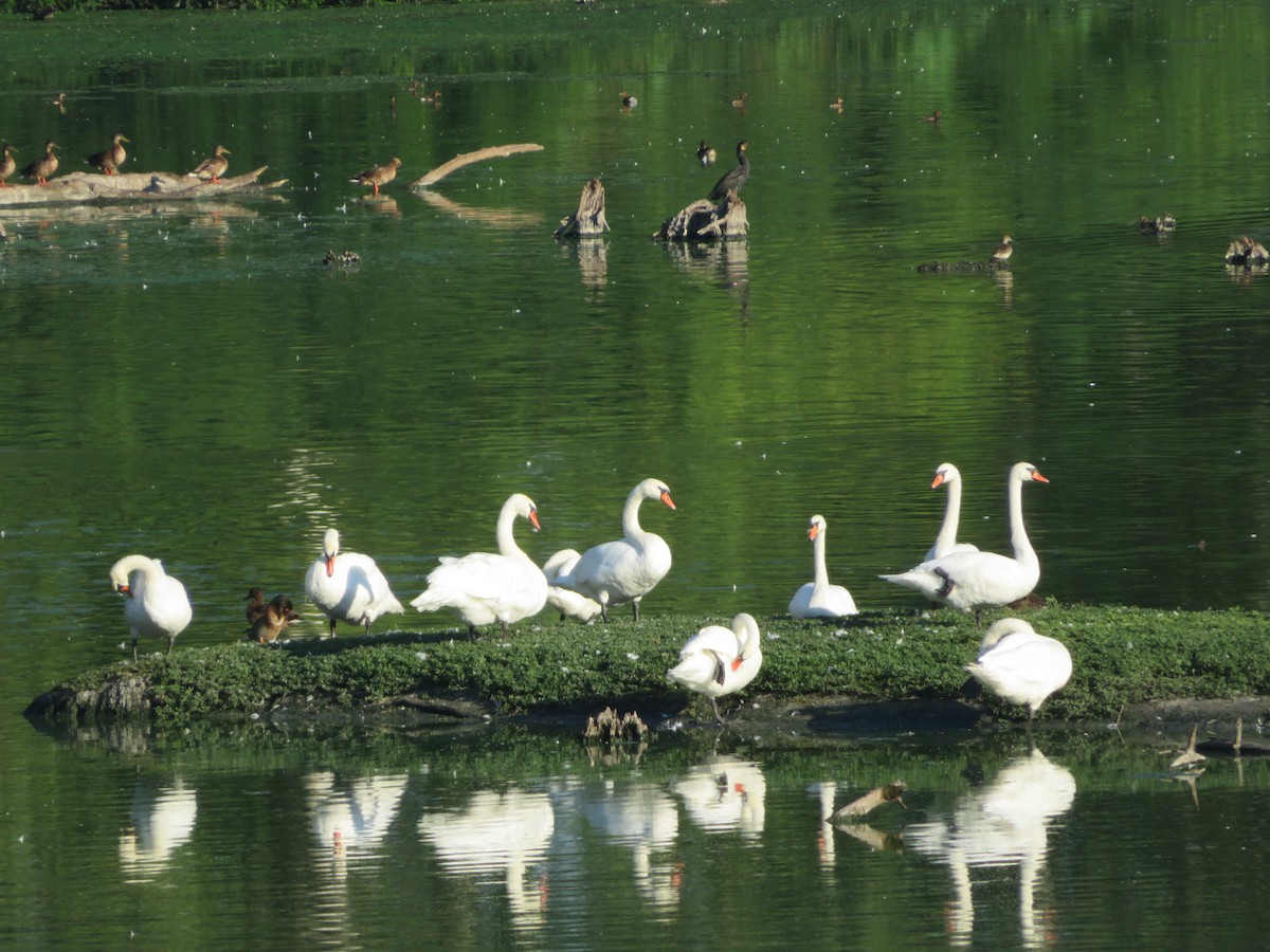 疣鼻天鵝 - ML646348756