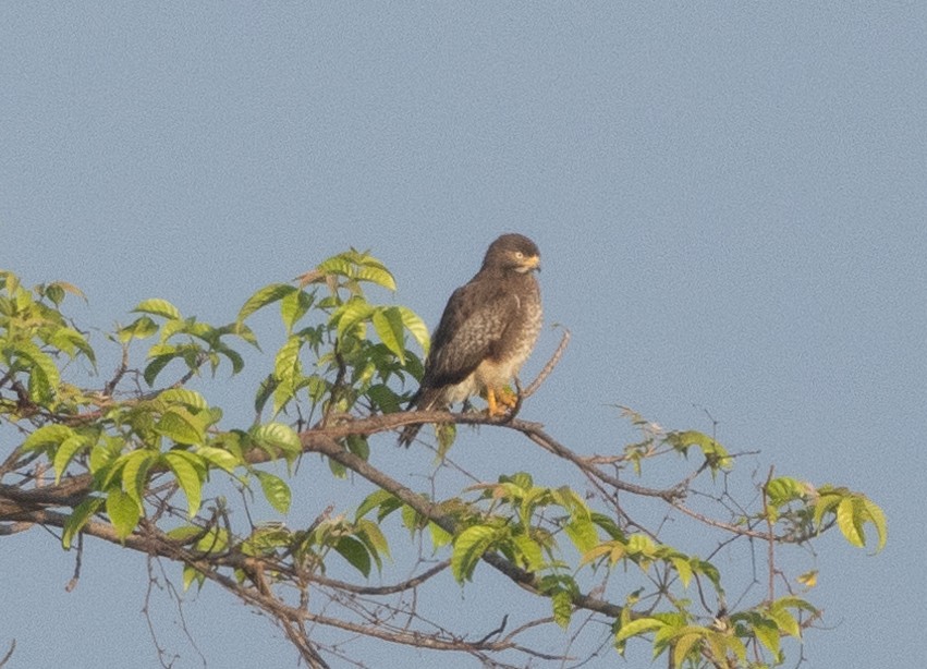 White-eyed Buzzard - ML646348759