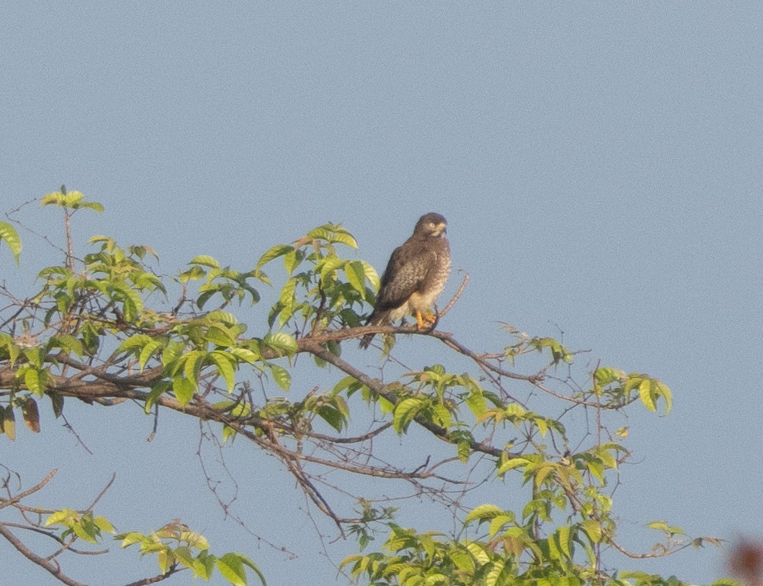 White-eyed Buzzard - ML646348760