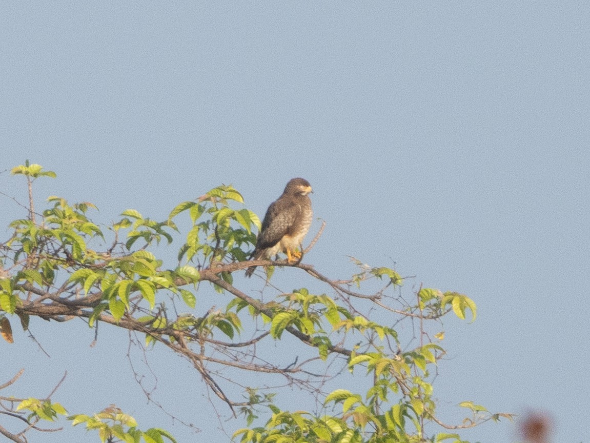 White-eyed Buzzard - ML646348761