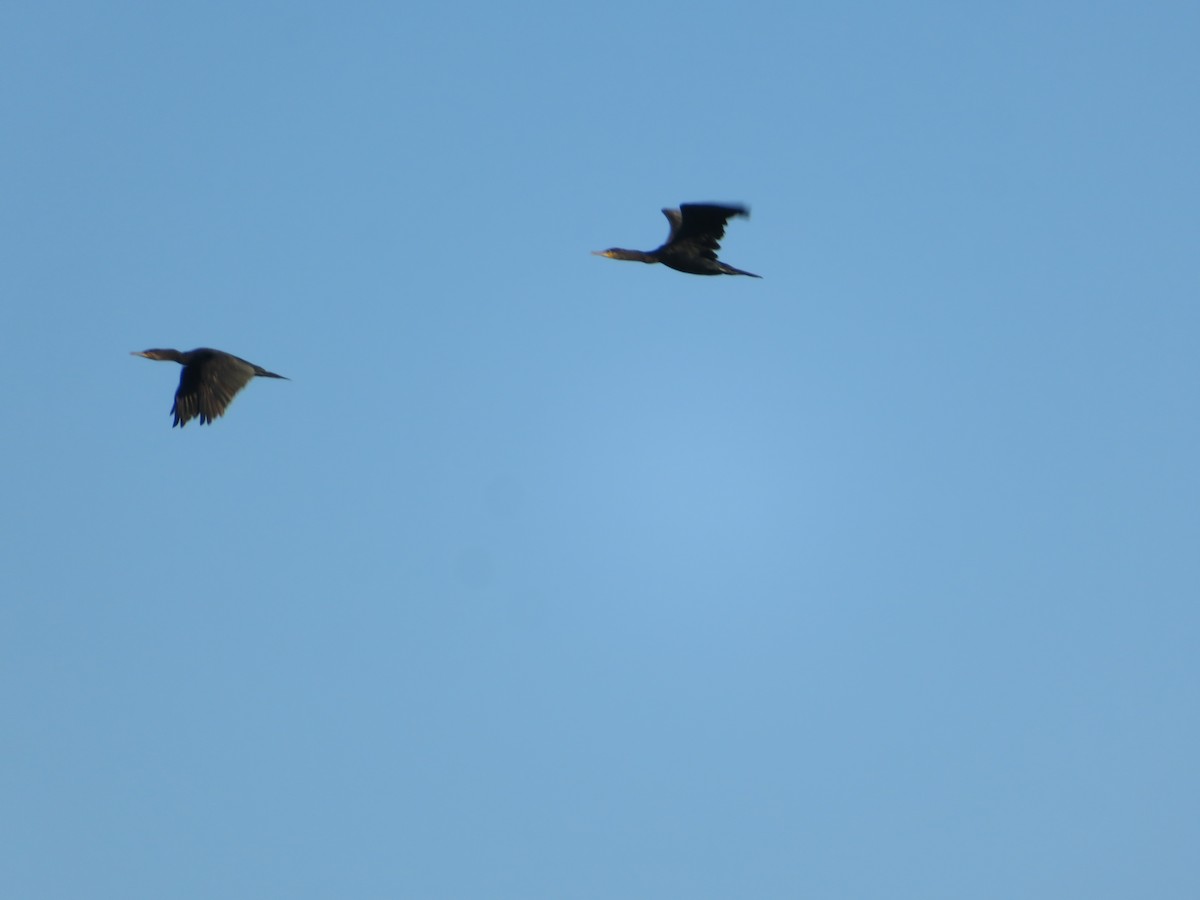 kormorán velký - ML646348764