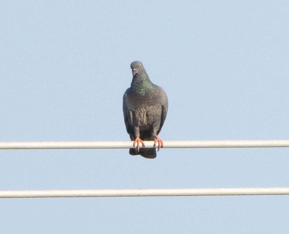 Rock Pigeon (Feral Pigeon) - ML646348769