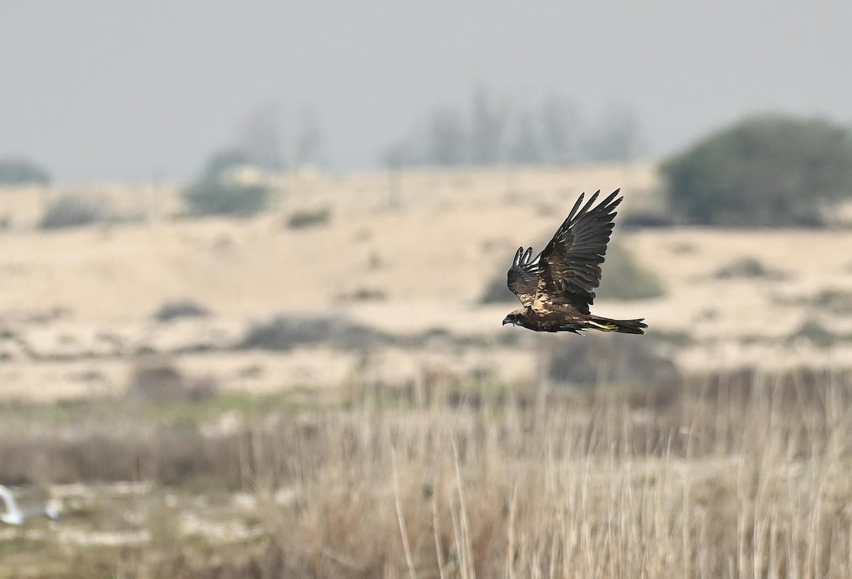 Falco di palude - ML646348771