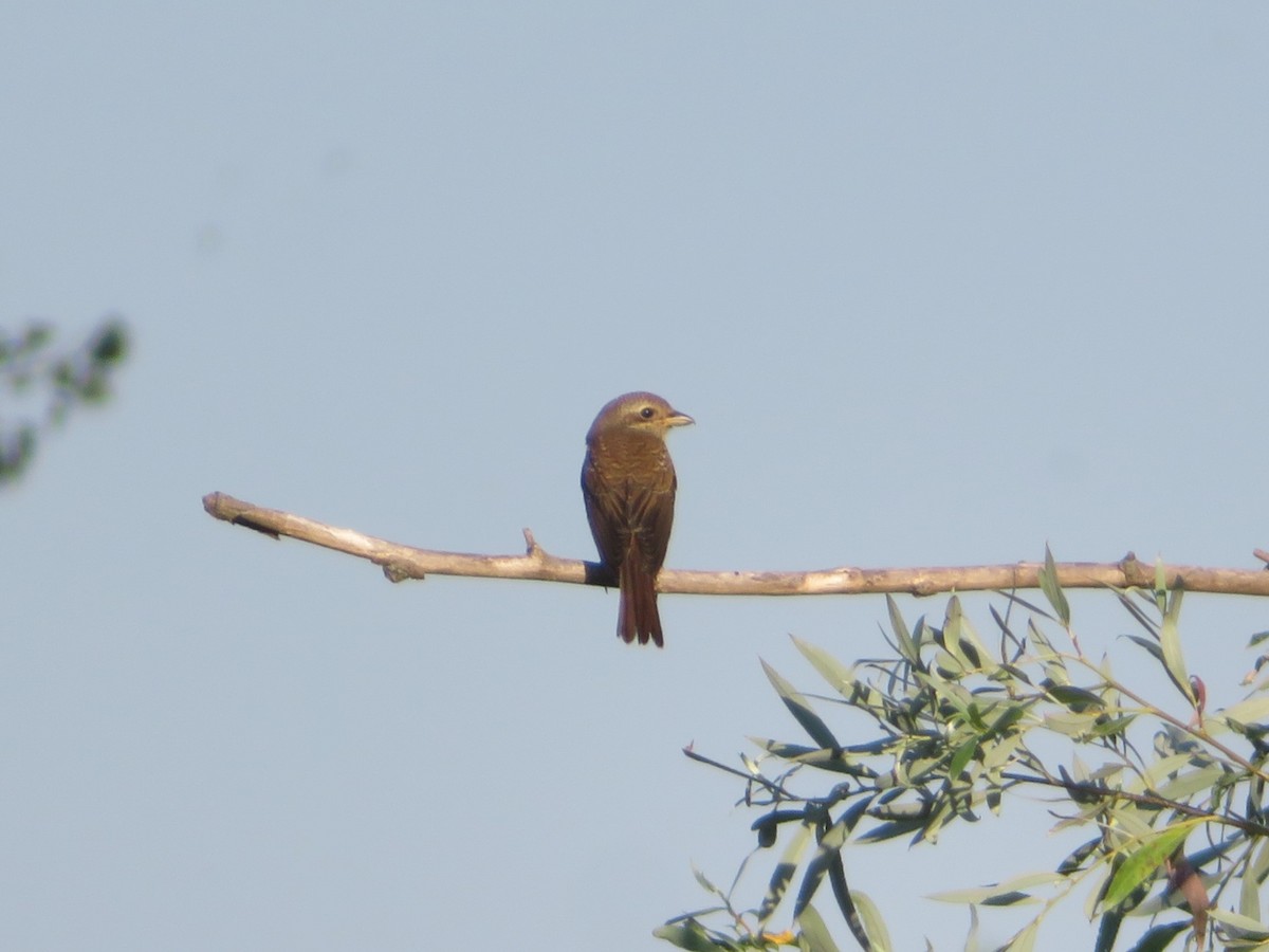Red-backed Shrike - ML646348777
