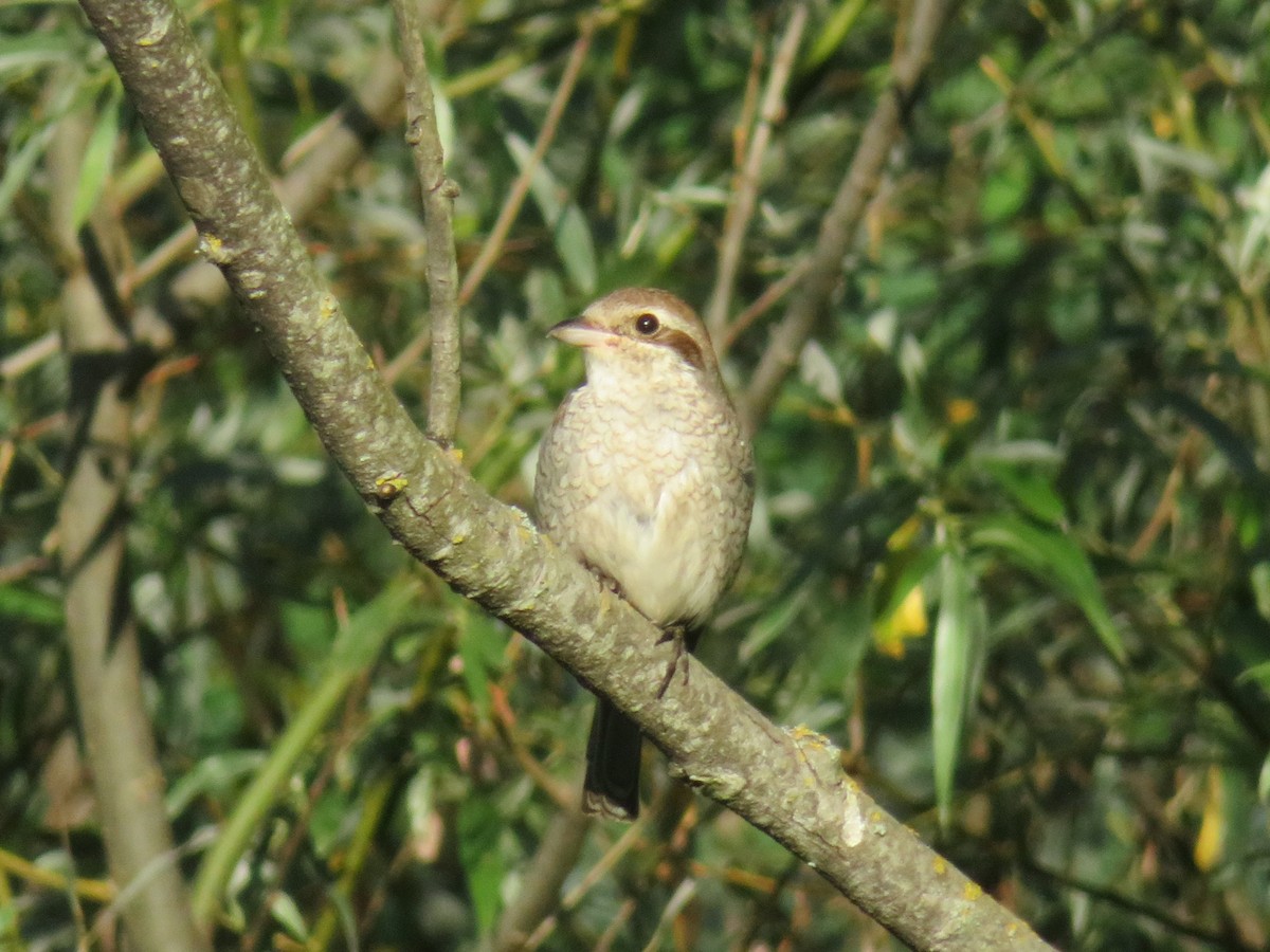 Red-backed Shrike - ML646348778